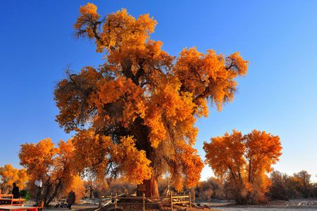 美哉秋韻：喀納斯、禾木、可可托海、胡楊攝影10日游